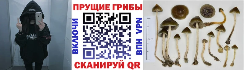 Псилоцибиновые грибы Magic Shrooms  Жуковский 